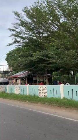 The video opens on a roadside scene. A small building with a corrugated metal roof stands behind a low, pastel blue and white fence. Items are displayed for sale on shelves outside the building. To the left of the building, a black van is parked, and further left, a light green truck with a large tank trailer is visible. Trees form a dense backdrop. The camera pans to the right, showing a different section of the road. A bright green semi-truck with a tank is prominently featured. It is parked on a dirt shoulder next to the road. Another truck, orange with a covered cargo bed, is parked behind it. A black and orange van is also present, parked behind the green semi-truck. A person on a motorcycle is visible to the right of the van. The camera continues to move, capturing the orange truck from a slightly different angle, and then the black and orange van driving past on the road. The sky is overcast.