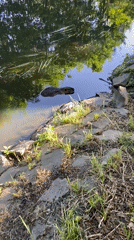 Spring afternoon wildlife and nature observations documented in Bílina, Czechia