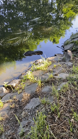 Spring afternoon wildlife and nature observations documented in Bílina, Czechia
