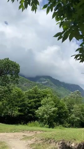 This video captures a lush, green natural scene in Bzypta, Abkhazia. The foreground is dominated by dense foliage, with large leaves framing the top of the shot and a winding dirt path leading into the greenery. In the midground, a variety of trees and bushes create a thick forest canopy. A notable feature is an old, gnarled tree covered in moss, its branches reaching out in a complex network.

Beyond the trees, the background reveals rolling, verdant mountains partially obscured by thick, white clouds that suggest a moody, possibly humid, atmosphere. The lighting indicates it is likely daytime, with soft, diffused light filtering through the clouds. There is no visible text in the video. The scene evokes a sense of tranquility and the wild beauty of nature. There are no people or specific objects apart from the natural elements visible.