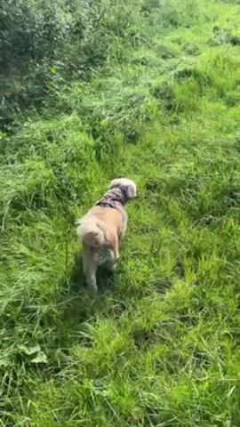 The video shows a small dog walking in a grassy field. The dog has light brown and white fur, and is wearing a harness. The field is green and lush, with tall grass. In the background, there are trees and a cloudy sky. The camera follows the dog as it walks through the field.