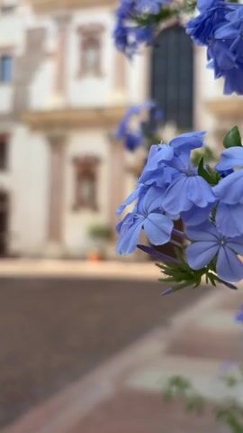 This is a vertical, medium shot video of blue flowers in the foreground, with a blurred building in the background. The building appears to be a church or a historical structure, with architectural details such as columns, arched windows, and statues. The ground in front of the building is paved with cobblestones.

The camera is focused on the flowers, which are a vibrant shade of blue and have delicate petals. The building in the background is out of focus, creating a soft bokeh effect that emphasizes the flowers. The lighting suggests it is daytime, likely late morning or early afternoon, with the sun casting soft shadows. The overall mood of the video is peaceful and serene.

There is no visible text in the video. The location is identified as Trento, Italy. The scene depicts a quiet moment, possibly in a town square or garden, where nature and architecture coexist. The activity taking place is simply the visual experience of observing the flowers and the building.