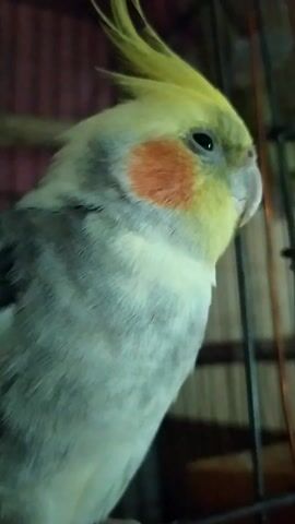 A cockatiel with a yellow crest and orange cheek patches is in a cage. The bird's head is tilted upwards, and its eye is visible. The background shows the bars of the cage and some wooden structures. The lighting is dim.