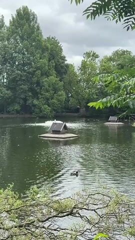 A wide shot of a tranquil pond surrounded by lush green trees. In the foreground, the branches of a tree obscure the bottom portion of the frame. The pond's surface is calm, with ripples suggesting gentle movement. Two small, wooden structures with peaked roofs float on the water, resembling miniature houses. The one in the center is larger and has a small white object on top. In the middle of the pond, a single black duck swims, leaving a faint wake. In the background, a dense line of trees forms a natural barrier. The sky above is overcast, with a muted grey hue. The overall atmosphere is peaceful and serene, evoking a sense of nature's quiet beauty.