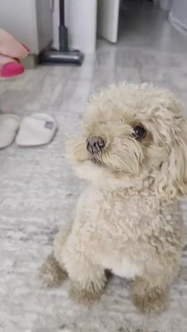A person with bright pink fingernails is holding a small, light-colored treat for a small, light-colored poodle. The dog is sitting on a marble-patterned floor and looking up at the treat. The person is holding the treat near the dog's mouth. The dog then spins around quickly, and the person gives the dog the treat. The dog appears to be a toy poodle with curly fur. The background is slightly blurred, but shows a white door and a vacuum cleaner.