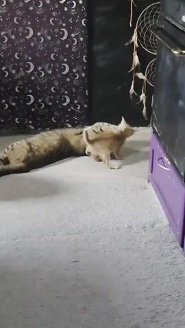 A ginger kitten plays with a larger tabby cat that is lying on its side on a carpeted floor. The tabby cat has a yellow collar and appears to be napping or resting. The kitten is actively engaged, batting at the tabby cat's face and body. Behind them, a wall is decorated with a purple and white celestial pattern of moons and stars. To the right of the cats, a black appliance with a gold handle is partially visible, sitting on top of a purple cabinet with two drawers. A dreamcatcher hangs on the wall behind the appliance. The lighting suggests an indoor setting, possibly a living room or bedroom.