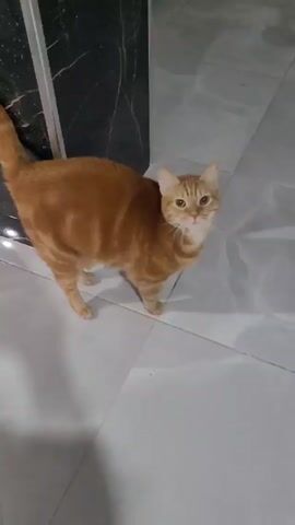 An orange tabby cat stands on white floor tiles with black grout. It is partially shaded by a black and grey surface. The cat meows quietly and looks around, its tail upright. The cat is well-groomed and appears to be indoors.