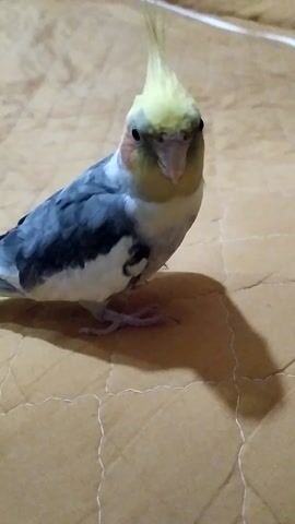 This media file shows a close-up, high-angle shot of a cockatiel perched on a light brown, textured surface, possibly cardboard or a wall with a similar finish. The bird is predominantly grey and white with a yellow crest and orange patches on its cheeks. Its head is tilted, and its eyes are closed, suggesting it might be sleeping or resting. One of its feet is visible, gripping the surface. A shadow of the bird is cast on the surface to its right, indicating a light source from the left and slightly above the bird. The overall lighting is dim, creating a moody atmosphere. There is no visible text in the frame. The setting appears to be indoors, given the artificial lighting suggested by the distinct shadow. The image captures a moment of stillness and repose for the bird.