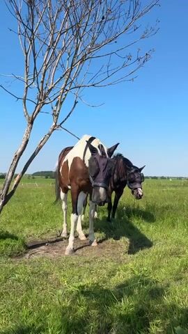 Two horses stand in a grassy field under a bare tree. The horse in the foreground is brown and white and wears a black fly mask. The horse behind it is dark brown and also wears a black fly mask. The sky is clear and blue.