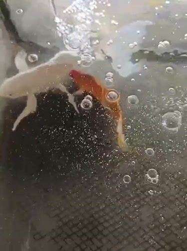 Mesjid Reuntoh, Indonesia