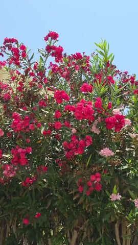 The video shows a close-up, upward-facing view of a flowering bush under a bright blue sky. The bush is laden with numerous bright pink and magenta flowers, clustered together in bunches. It has dark green, elongated leaves that are visible beneath and between the blooms. The bush appears lush and full. The background is a clear, cloudless sky. The camera angle is fixed and the video is static.