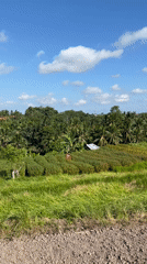 Green landscape filmed in Abiansemal, Indonesia