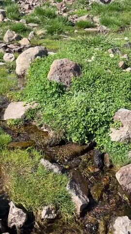 A clear, shallow stream flows over rocks and pebbles. Lush green grass and foliage grow along the banks, interspersed with large, greyish-brown boulders. The ground appears rocky and uneven, with more grass and sparse vegetation further up the slope. The overall scene is natural and outdoors, suggesting a mountain or hillside environment. The sunlight indicates it is daytime.