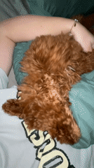 Brown poodle spotted indoors and outdoors in Sofia area