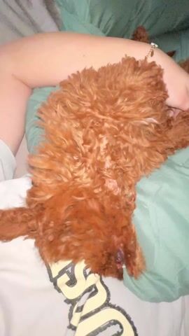 A video shows a small, brown, curly-haired dog laying on a bed. The dog is lying on its back, resting on a person’s legs and a green pillow. The person gently moves the dog around. The person is wearing a light grey t-shirt with black and yellow writing and a gold bracelet with small charms on their left wrist. A grey sheet is also visible.