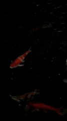 Koi pond and Muay Thai training at a Chalong gym