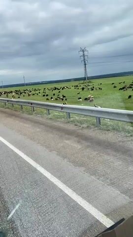 A flock of sheep grazes in a green field next to a road. A metal guardrail separates the road from the field. In the distance, a large transmission tower stands in the field. The sky is cloudy.