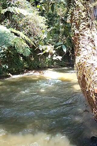 A video captures a flowing river surrounded by lush greenery. The water is murky and turbulent, with visible ripples and currents. Sunlight filters through the dense foliage, casting dappled shadows on the water's surface. A thick tree trunk, partially covered in vines, stands to the right of the frame, framing the scene. The riverbank is lined with various plants, including ferns and broad-leafed trees, indicating a natural, untamed environment. The overall impression is one of a tranquil, yet dynamic, natural landscape.