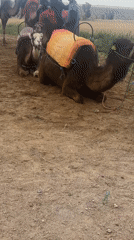 Camel riding activity recorded in Lalla Takarkoust, Morocco