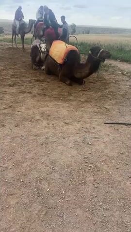 The video captures an outdoor scene featuring several camels and people, likely engaged in a camel riding experience. The setting is a dry, dirt-covered area with sparse green vegetation and undulating hills visible in the background under an overcast sky during daytime.

In the foreground, two saddled camels are resting on the ground. The camel on the right has a saddle covered with an orange and yellow blanket, while the one to its left, with a distinct white face, has a dark patterned blanket. Both camels appear docile.

Behind them, more camels are present, some with riders already mounted. Several people are visible: one person is riding a camel further back on the left, and another individual, possibly a guide, stands next to a saddled camel. Other people are scattered in the background, some preparing for rides. One person wears a traditional Moroccan djellaba. The overall activity suggests a leisure excursion. No discernible text is visible, apart from a small, illegible yellow tag on the bridle of the rightmost camel. The environment is consistent with a semi-arid landscape found in regions like Lalla Takarkoust, Morocco.