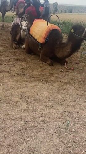Camel riding activity recorded in Lalla Takarkoust, Morocco