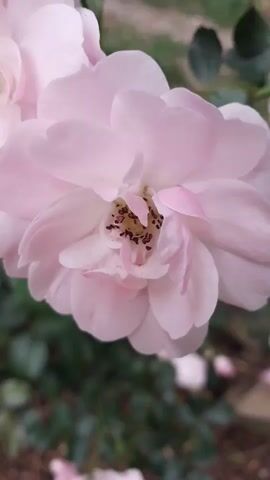 A close-up shot of a pale pink rose in bloom. The petals are soft and delicate, with a slight curl at the edges. The center of the rose is dark, revealing the stamens and pistils. The background is softly blurred, showing hints of green leaves and other out-of-focus flowers.