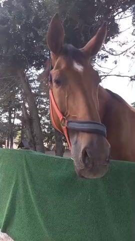 The video shows a close-up of a horse's head. The horse is brown and has a white marking on its forehead. It is wearing a red and blue halter. The horse's mouth is open, and its tongue is sticking out. The horse is leaning over a green surface, possibly a fence or barrier. The background is blurry but appears to be outdoors with trees and some structures visible. The video is shaky and appears to be shot from a low angle.