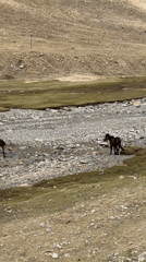 Alpine wildlife spotted in mountainous Parga region