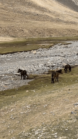 Alpine wildlife spotted in mountainous Parga region