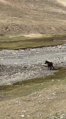 Alpine wildlife spotted in mountainous Parga region
