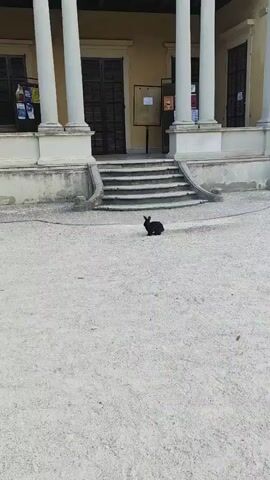 A black rabbit is seen hopping across a gravelly path in front of a building. The building has a light-colored facade with large white columns and a set of stairs leading up to a dark doorway. A plaque is visible on the building's wall. The camera then pans to the right, revealing a second, lighter-colored rabbit hopping near the first one. The scene appears to be outdoors in a park-like setting with trees visible in the background.