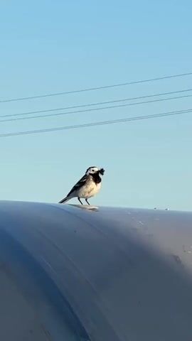 A low-angle shot depicts a small, white-and-black bird perched on a shiny, rounded surface under a clear blue sky. The bird holds a dark object in its beak. Three parallel power lines are visible in the upper background. The shiny surface appears to be slightly curved, and a faint reflection suggests it is plastic.  A voice is heard speaking Russian.