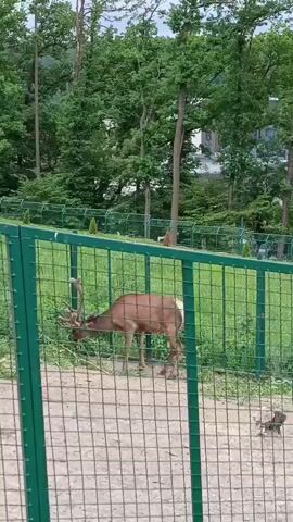 A brown deer with large antlers grazes on green grass behind a green wire fence. The deer is positioned in the center-right of the frame, facing left. Another smaller brown deer is partially visible in the bottom-left corner behind the fence. In the background, there are numerous green trees and a white building. The sky is overcast.