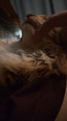 Orange cat getting petted and relaxing in Moscow evening