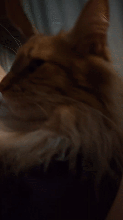 Orange cat getting petted and relaxing in Moscow evening