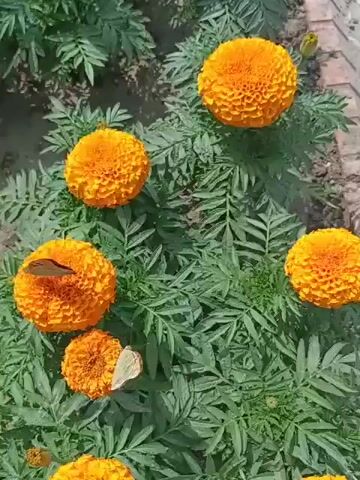 The video shows a close-up view of marigold flowers with green leaves next to a brick border. Beyond the border, there are square concrete tiles with a decorative pattern. The tiles appear worn and have some grass growing in the cracks between them. The camera pans slightly across the scene, focusing on the flowers and then the tiled ground.