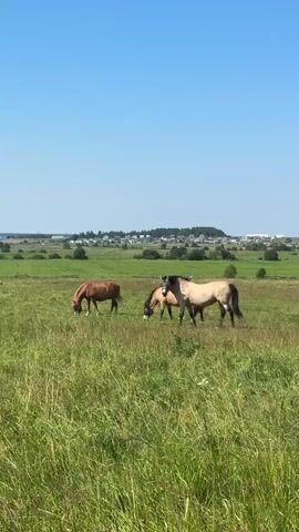 A group of horses graze in a field on a clear day. The horses are of various colors, including brown, tan, and black. The field is covered in tall green grass. In the background, there is a line of trees and some buildings, possibly a village. The sky is bright blue.