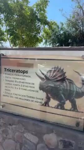 The video begins with a close-up of an informational sign about Triceratops dinosaurs, written in Spanish. The sign mentions that the Triceratops was a herbivore, belonging to the Ceratopsia family, measuring 8-9 meters long, up to 2.9 meters high, and weighing between 5-9 tons. The sign also states that they lived during the Late Cretaceous period, approximately 68-66 million years ago.

The camera then pans up to reveal a Triceratops statue positioned on a concrete mound. The background includes green grass, trees, and a clear blue sky with the sun shining brightly.  A sign with the words "NO ENTRAR" (Do Not Enter) is visible near the statue. The video shows the statue from different angles and distances, emphasizing the dinosaur model in its outdoor setting.
