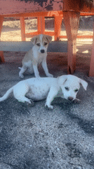 Puppies gather on beach in Karangasem, Indonesia