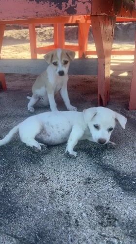 Puppies gather on beach in Karangasem, Indonesia