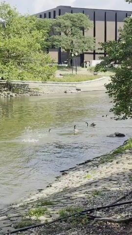A video shows a body of water with several geese swimming. The water is calm and the geese are spread out. A building is visible in the background. The scene appears to be in a park or natural setting.