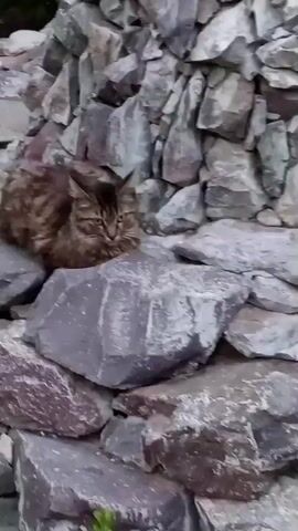 The video shows a brown and black tabby cat resting on a pile of large, grey stones. The cat is curled up, appearing relaxed, and looks directly at the camera with its ears perked. The stones are rough and textured, suggesting an outdoor, natural setting, possibly a garden or a rocky hillside. The background is a blur of green foliage and more stones, indicating a densely vegetated area. The lighting suggests it is daytime, with diffused light, hinting at possibly overcast weather or a shaded location. The scene is static, with no significant movement apart from the cat's blinking and slight shifts in its gaze. The cat's expression is curious and alert. The context provided places the location in Buzovna, Azerbaijan. There is no visible text in the video.