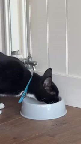 A black and white cat is drinking water from a light gray pet bowl. The cat has a blue collar. The bowl is positioned on a brown wooden floor in front of a white door. A chrome radiator tap is visible attached to the wall next to the door.