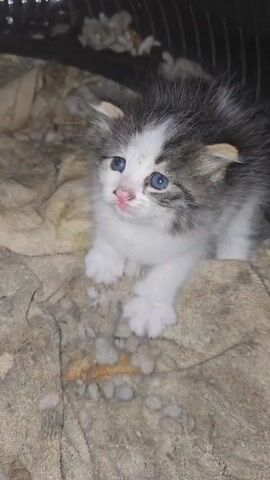 A close-up shot focuses on a small kitten with white and gray fur, blue eyes, and pink ears. The kitten is lying down on a stained, tan-colored cloth, which appears to be dirty with small white and brown specks. In the background, out of focus, there are hints of a dark enclosure with some scattered debris. The kitten's fur is slightly ruffled, and it appears to be looking upwards and slightly to the right of the camera.