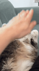Woman's morning routine with pets documented in French village