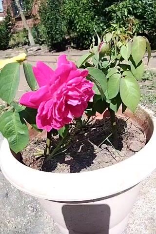 A close-up shot focuses on a vibrant pink rose in a pot. The rose is fully bloomed with many ruffled petals. To the right of the main flower, a rose bud is visible, partially enclosed by green sepals. The plant has several large green leaves. The pot, made of a light-colored material, sits on a textured surface. In the background, out of focus, are green bushes and a brick building. The sky above is a clear blue with some white clouds. The lighting suggests it is a sunny day, casting a shadow of the rose plant on the ground.