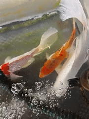 Koi fish in an aerated tank, Mesjid Reuntoh