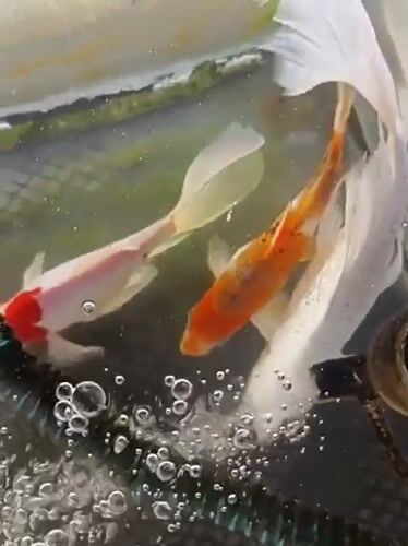 Koi fish in an aerated tank, Mesjid Reuntoh