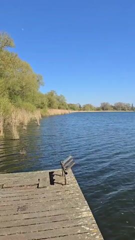 The camera looks out over a large lake on a bright, sunny day with a clear blue sky. In the foreground is a weathered wooden dock or pier, with a simple wooden bench attached. The lake stretches out to a distant shoreline, marked by trees and vegetation. The water is slightly choppy, with small ripples across the surface. The left side of the frame shows more reeds and greenery along the edge of the lake. There are no people visible in the video.