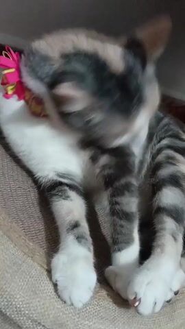 A calico kitten is grooming its paws while sitting on a textured surface. The kitten has white paws with grey and black stripes on its legs. Its fur is a mix of white, grey, black, and light brown. A pink and yellow collar with a bell is visible around its neck. The background is out of focus, but appears to be an indoor setting. The kitten moves its head and body as it licks its paws.